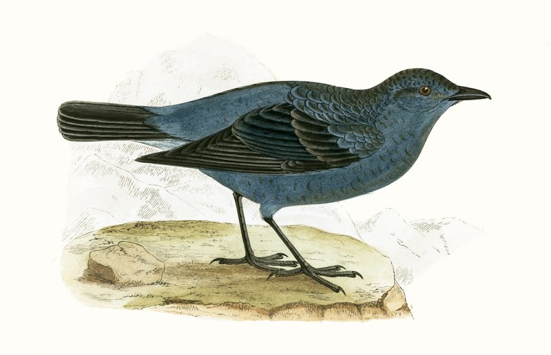 Blue Thrush, illustration från "A History of the Birds of Europe Not Observed in the British Isles" av Charles Robert Bree (1811-86), publicerad 1867 av English School