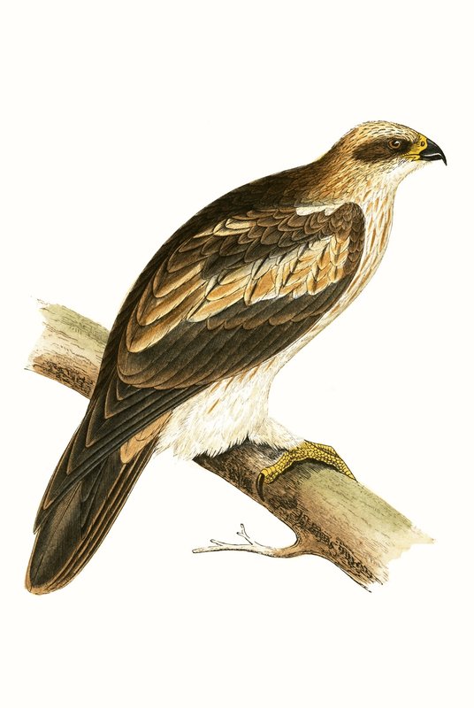 Booted Eagle, illustration från "A History of the Birds of Europe Not Observed in the British Isles" av Charles Robert Bree (1811-86), publicerad 1867 av English School
