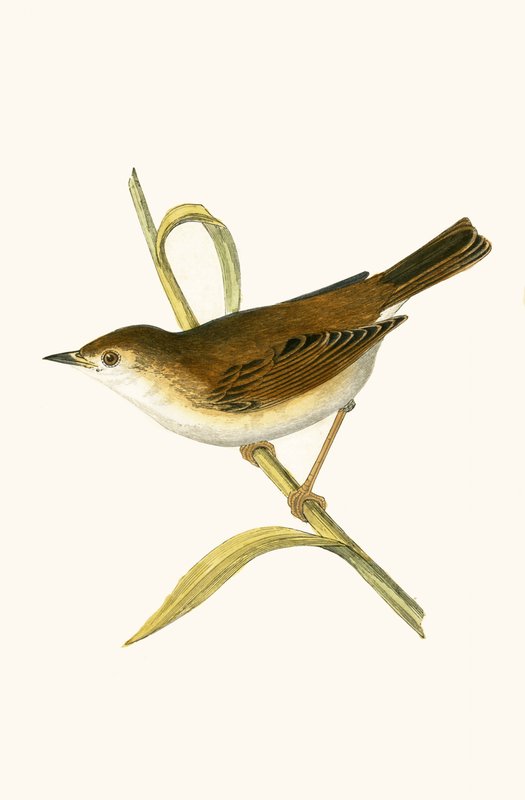 Booted Reed Warbler, illustration från "A History of the Birds of Europe Not Observed in the British Isles" av Charles Robert Bree (1811-86), publicerad 1867 av English School