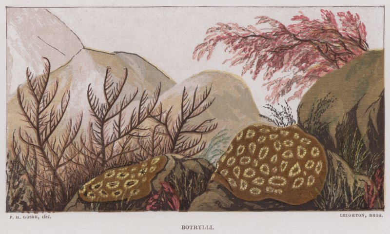 Botrylli (färg litho) av English School