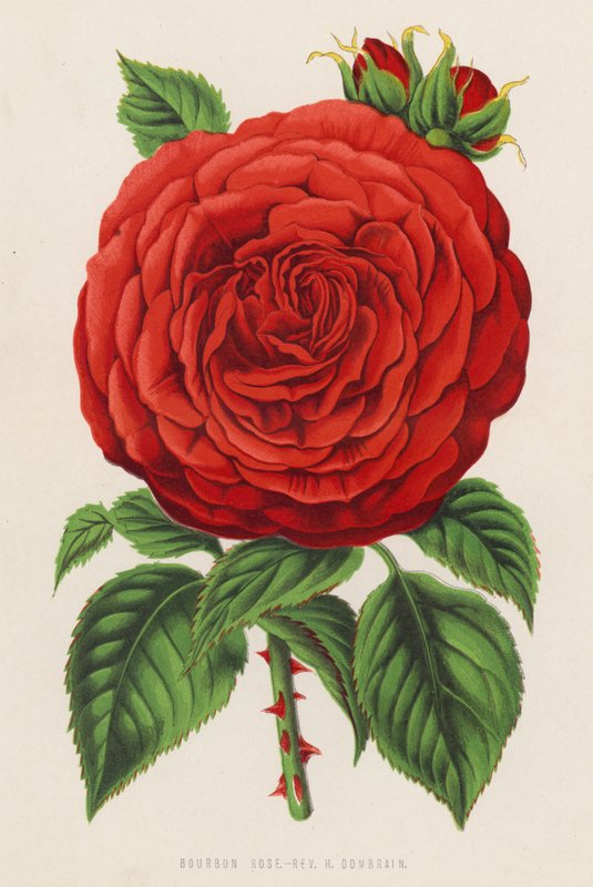 Bourbon Rose, Rev H Dombrain (färg litho) av English School