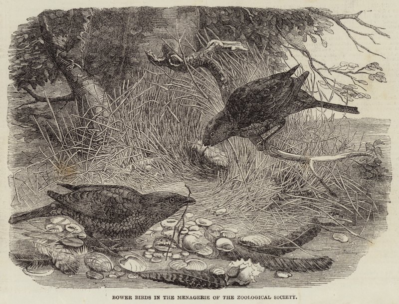 Bower Birds in the Menagerie of the Zoological Society (gravyr) av English School