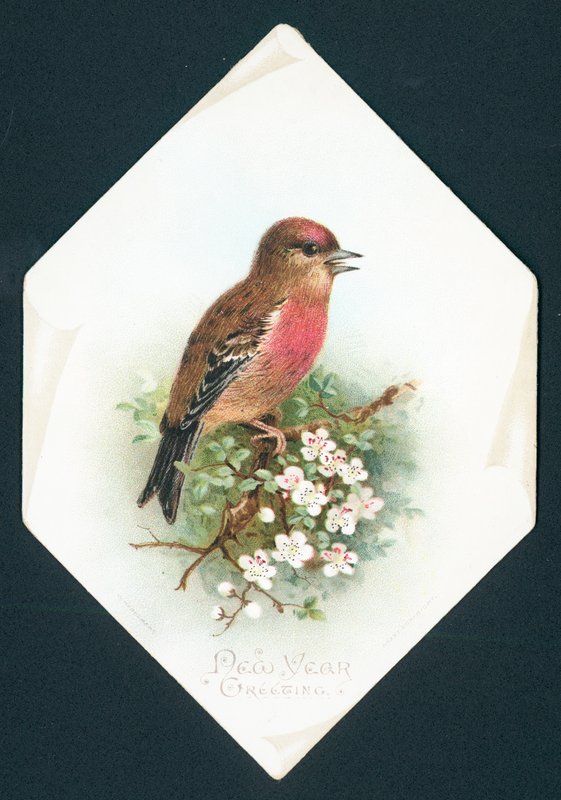 Brambling, nyårskort av English School