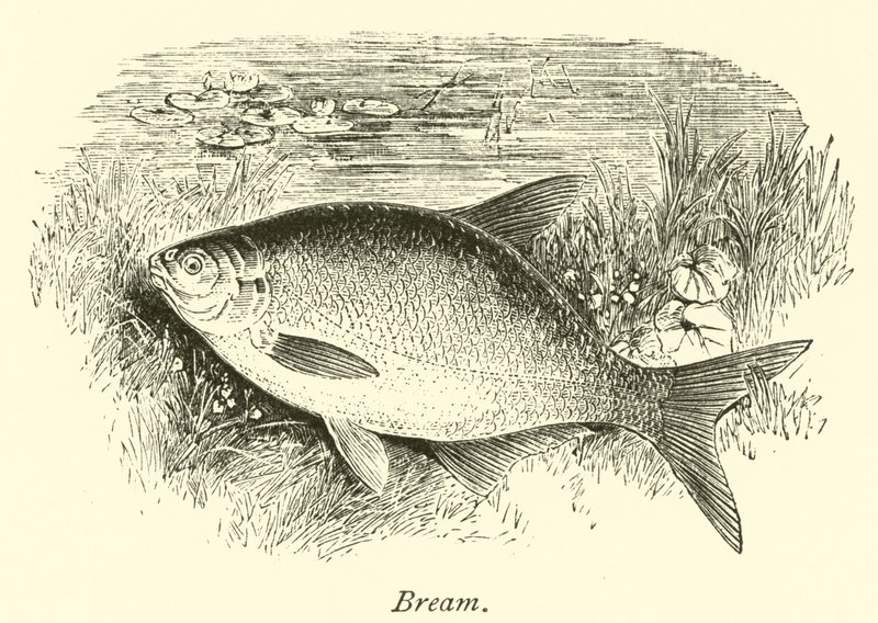 Braxen av English School