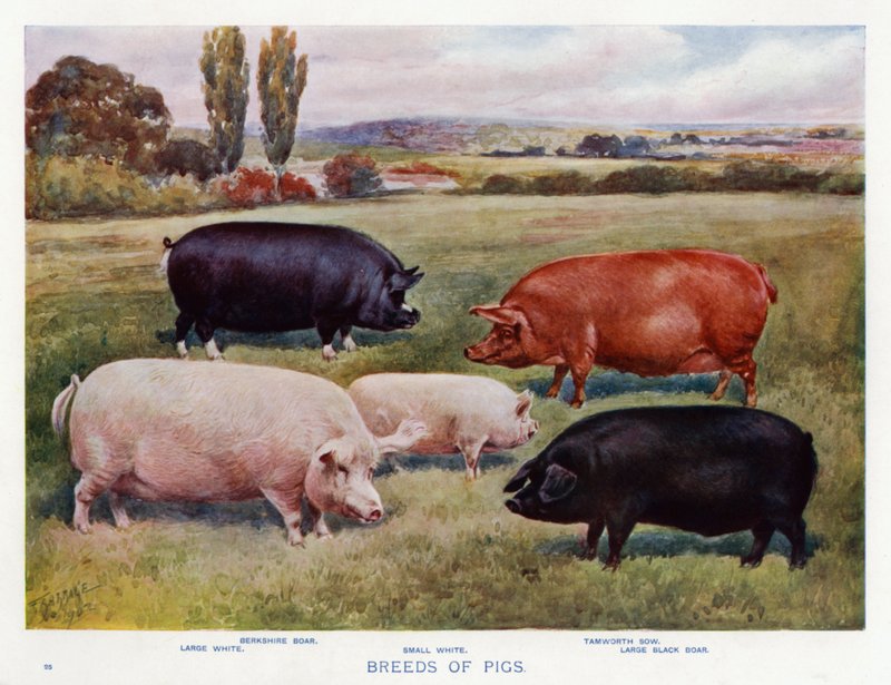 Grisraser (färg litho) av English School