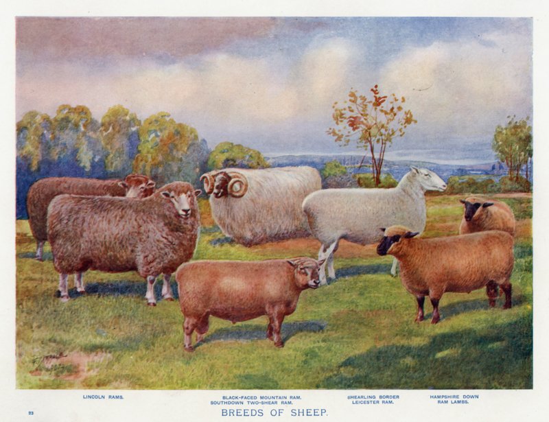 Fåraser (färg litho) av English School