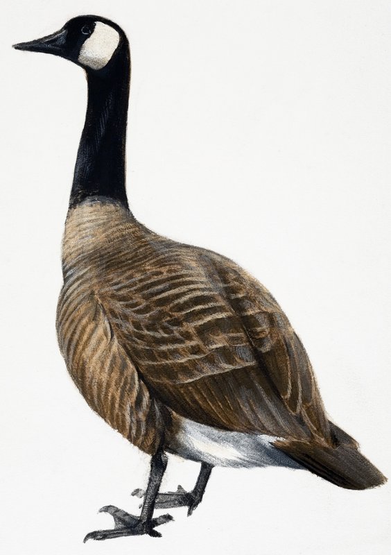 Brent Goose av English School