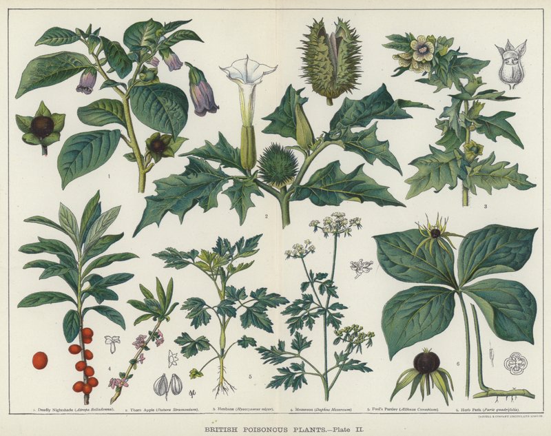 Brittiska giftiga växter (färg litho) av English School