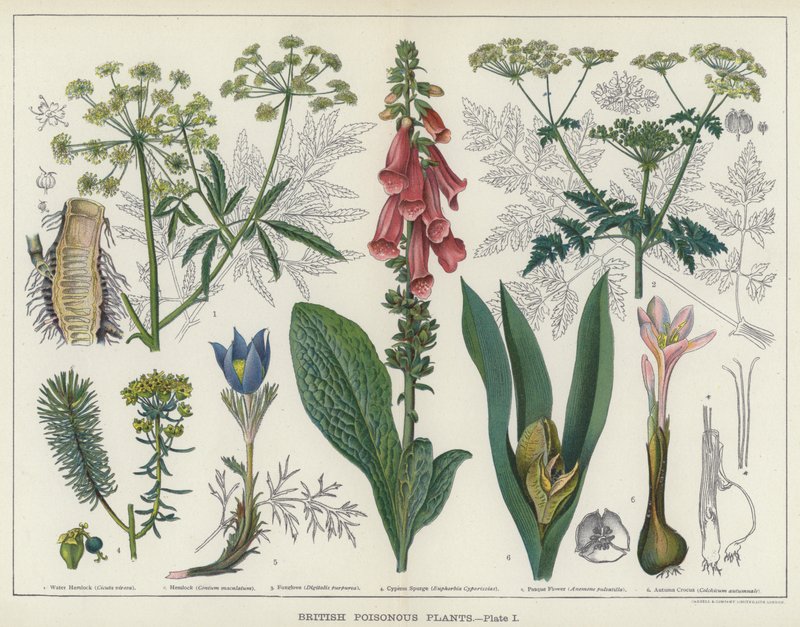 Brittiska giftiga växter (färg litho) av English School