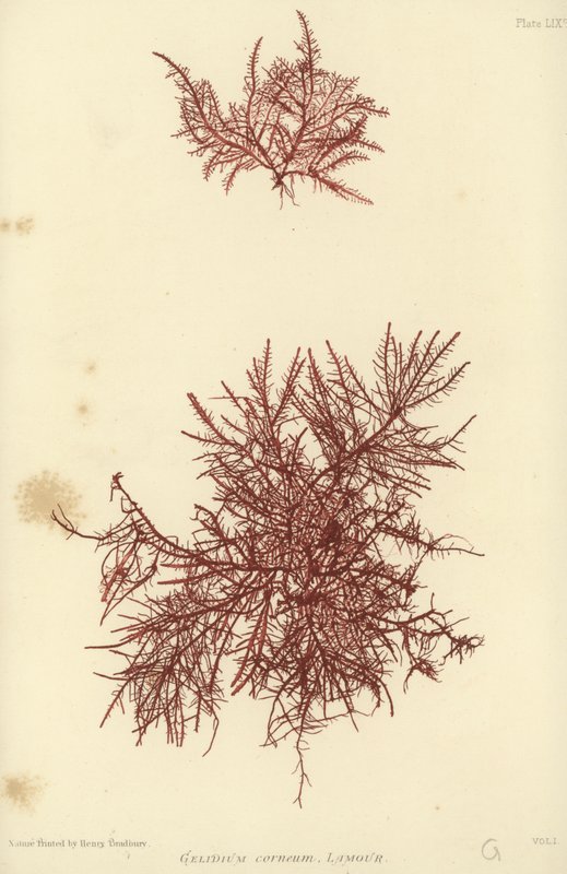 British Sea-Weed (naturtryckt) av English School