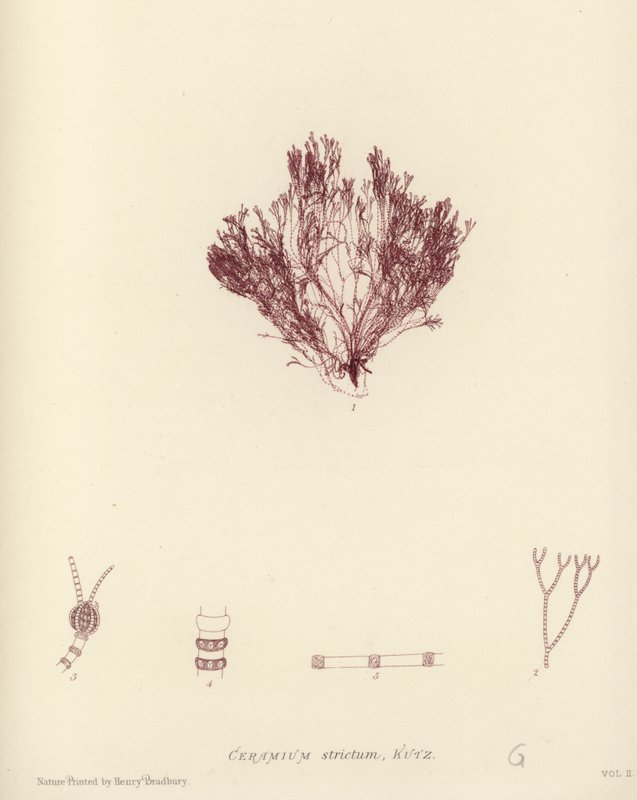 British Sea-Weed (naturtryckt) av English School