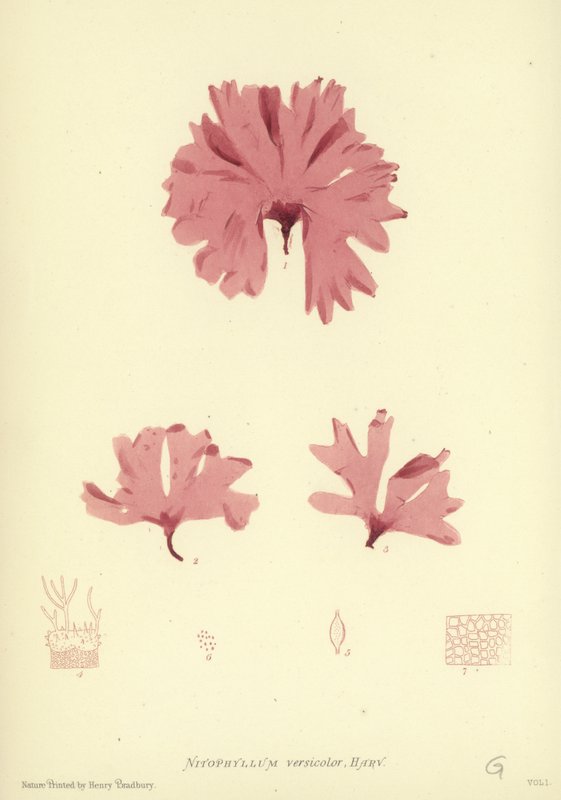 British Sea-Weed (naturtryckt) av English School