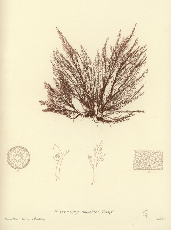 British Sea-Weed (naturtryckt) av English School