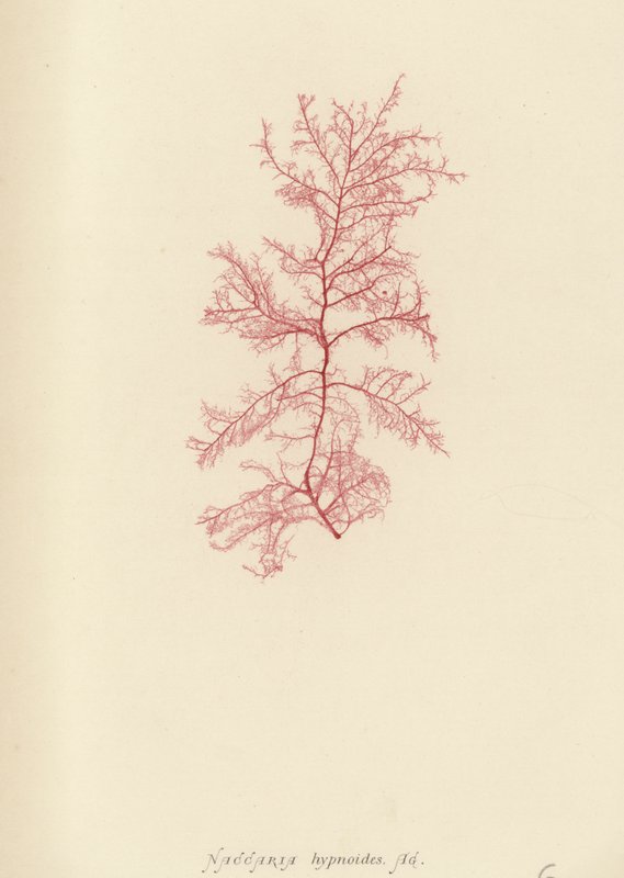 British Sea-Weed (naturtryckt) av English School
