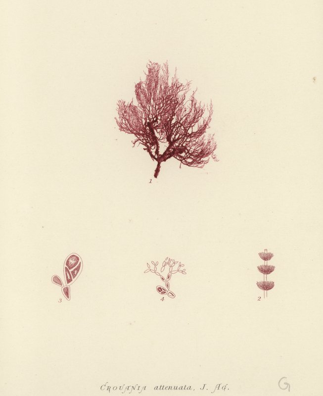 British Sea-Weed (naturtryckt) av English School