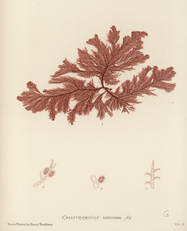 Brittisk Sea-Weed av English School