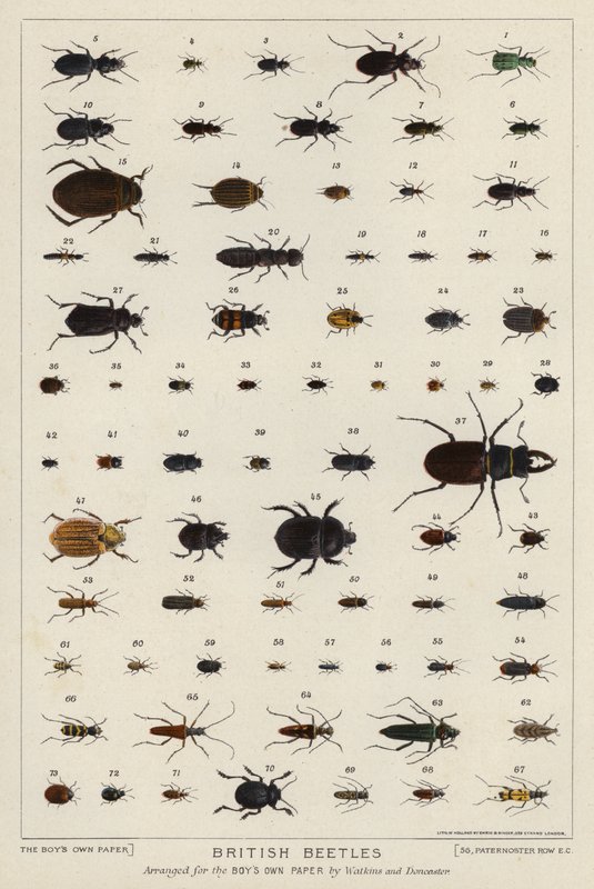 Brittiska skalbaggar (färg litho) av English School