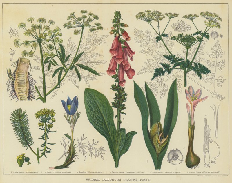 Brittiska giftiga växter (färg litho) av English School