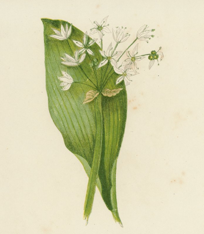 Bredbladig vitlök; eller, Ransoms, Allium Ursinum (färglitografi) av English School