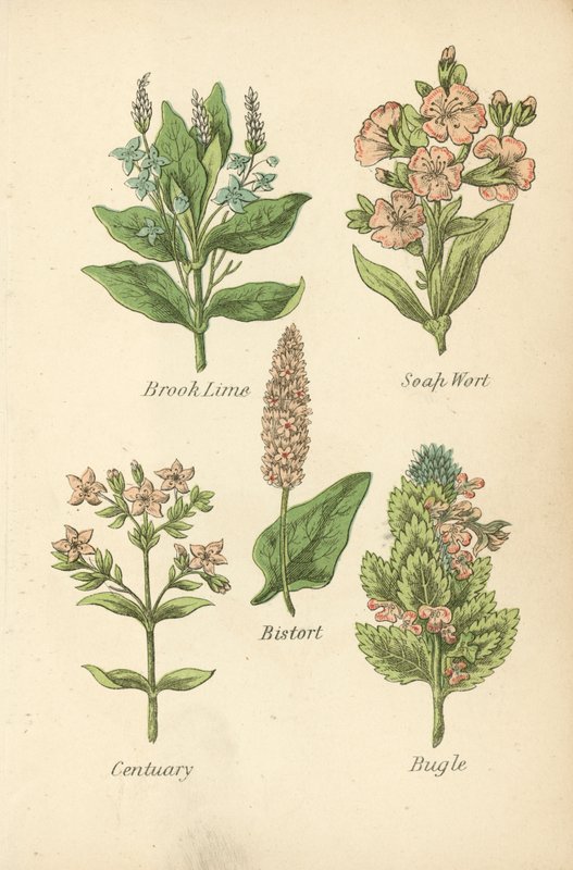 Brook Lime, Soap Wort, Bistort, Centuary, Bugle (färglitografi) av English School