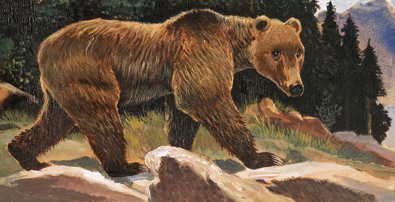 Brunbjørn (Kodiak Bear)swed av English School