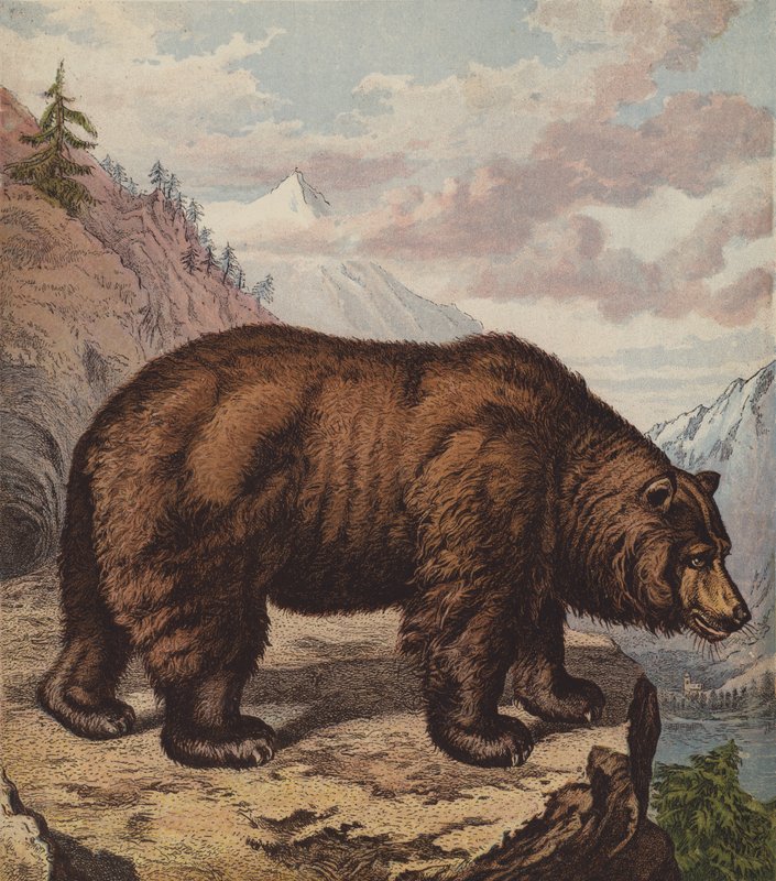Brunbjörn (färg litho) av English School