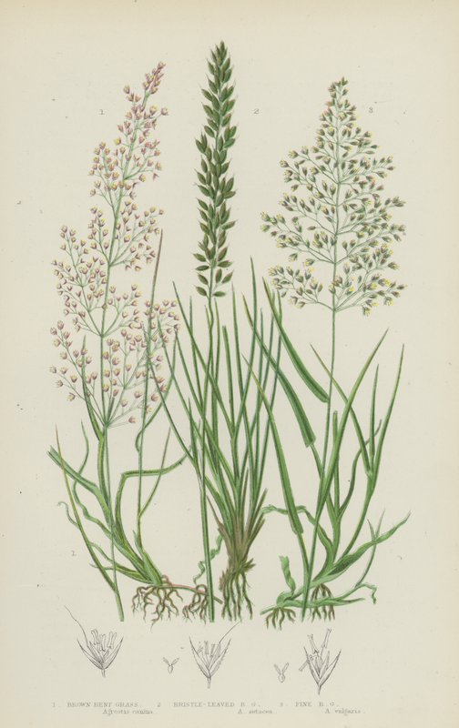 Brown Bent Grass, Bristle-Leaved Bent Grass, Fine Bent Grass (färglitografi) av English School