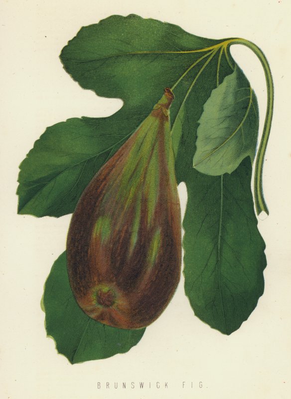 Brunswick Fig av English School