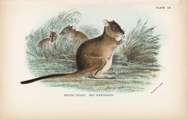 Borstsvansad råtta-känguru av English School