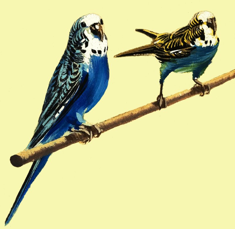 Budgerigarsswed av English School