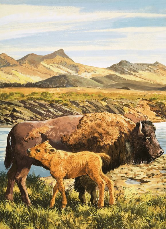 Buffel av English School