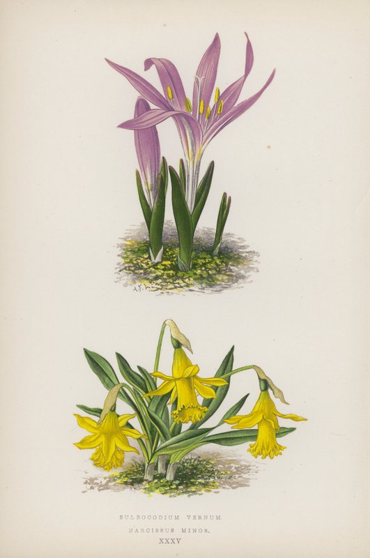 Bulbocodium Vernum; Narcissus Minor (färglitografi) av English School