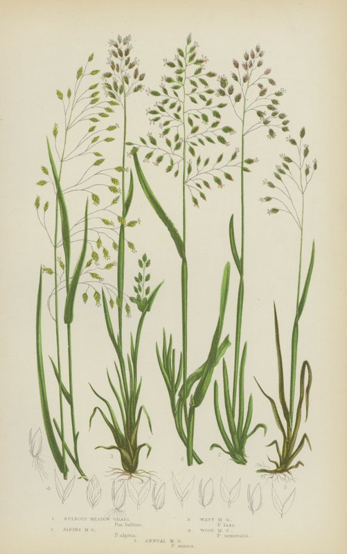 Bulbous Meadow Grass, Alpine Meadow Grass, Wavy Meadow Grass, Wood Meadow Grass, Annual Meadow Grass (färglitografi) av English School