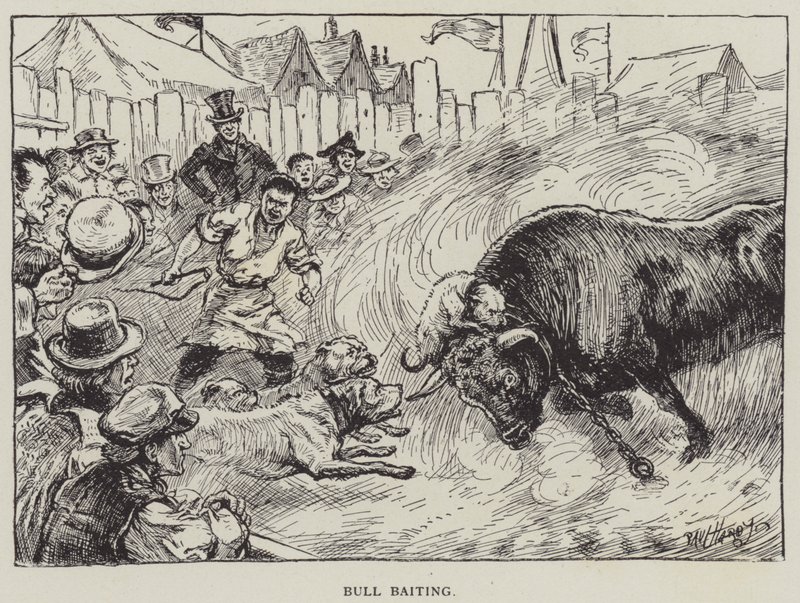 Bull Baiting (litho) av English School