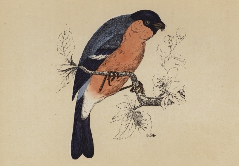 Domherre (färg litho) av English School