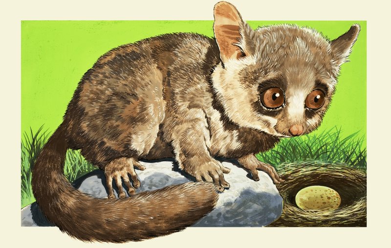 Bush baby av English School