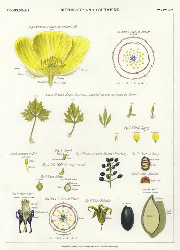 Smörblomma och akleja av English School