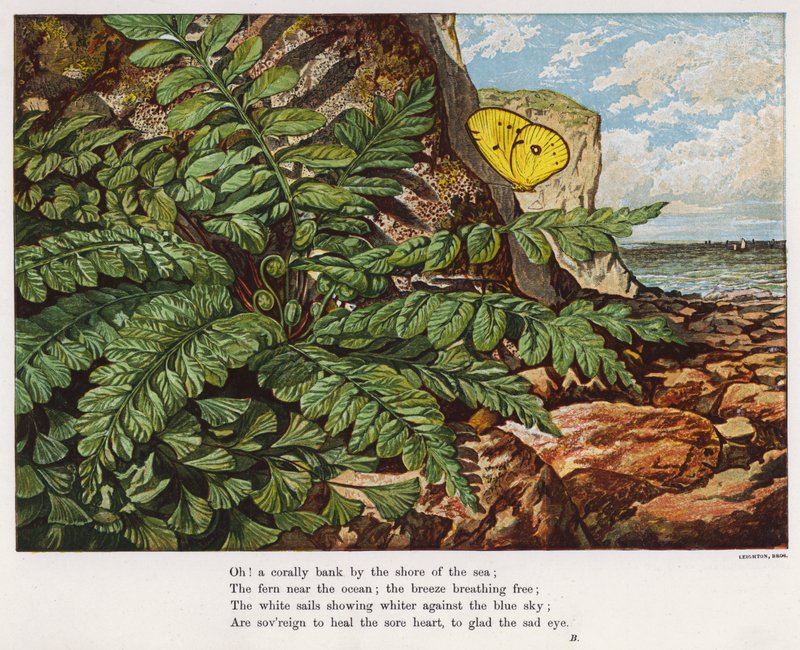 Fjäril och ormbunke vid foten av en klippa vid havet (färgad gravyr) av English School
