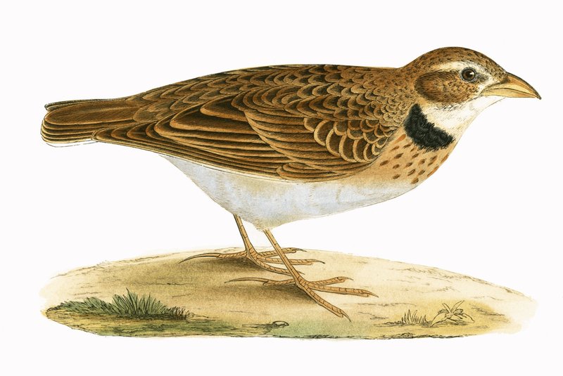 Calandra Lark, ata mai le 