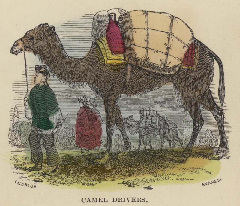 Camel Drivers (färgad gravyr) av English School
