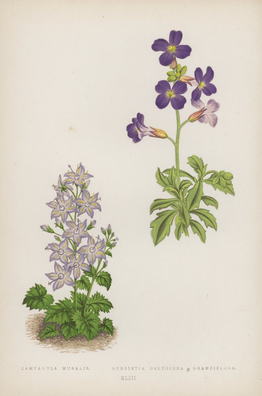 Campanula Muralis; Aubrietia Deltoidea B Grandiflora (färg litho) av English School