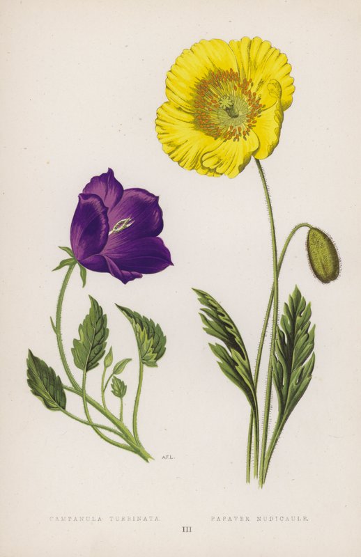 Campanula Turbinata; Papaver Nudicaule (färg litho) av English School