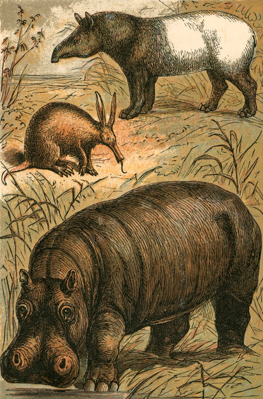 Kapmyrspikar, malaysisk tapir och flodhäst av English School