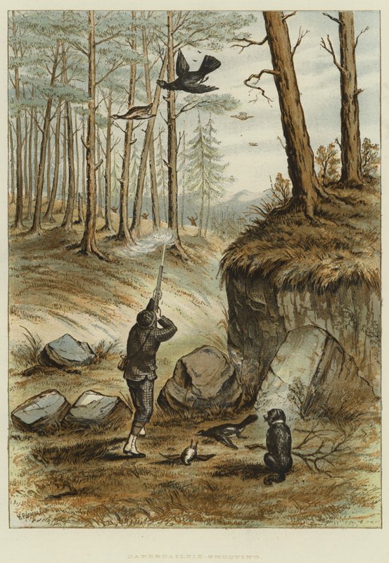 Capercailzie-Fotografering (chromolitho) av English School