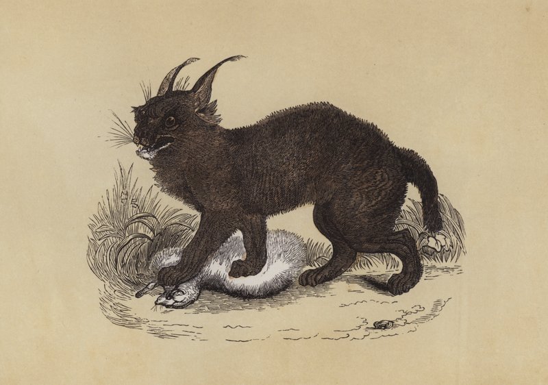 Caracal (färglitografi) av English School