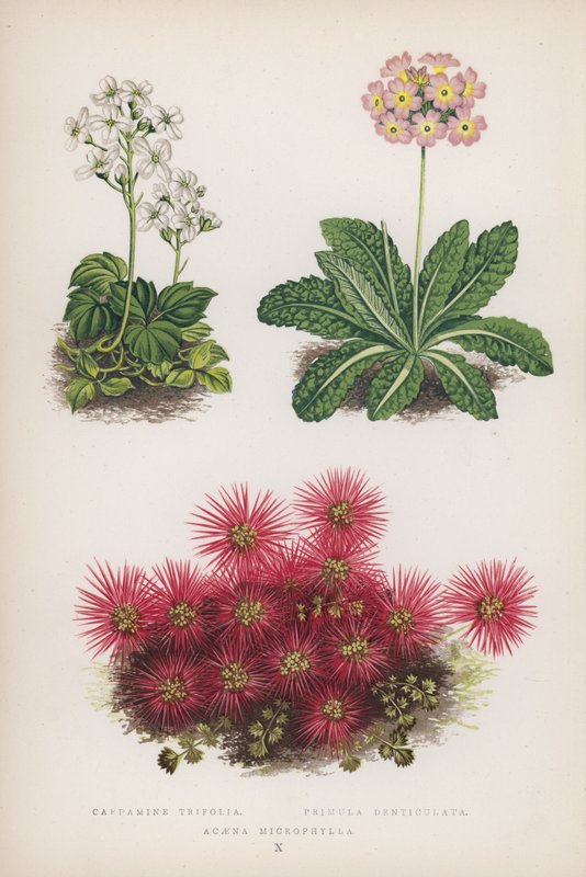 Cardamine Trifolia; Primula Denticulata; Acaena Microphylla (färglitografi) av English School