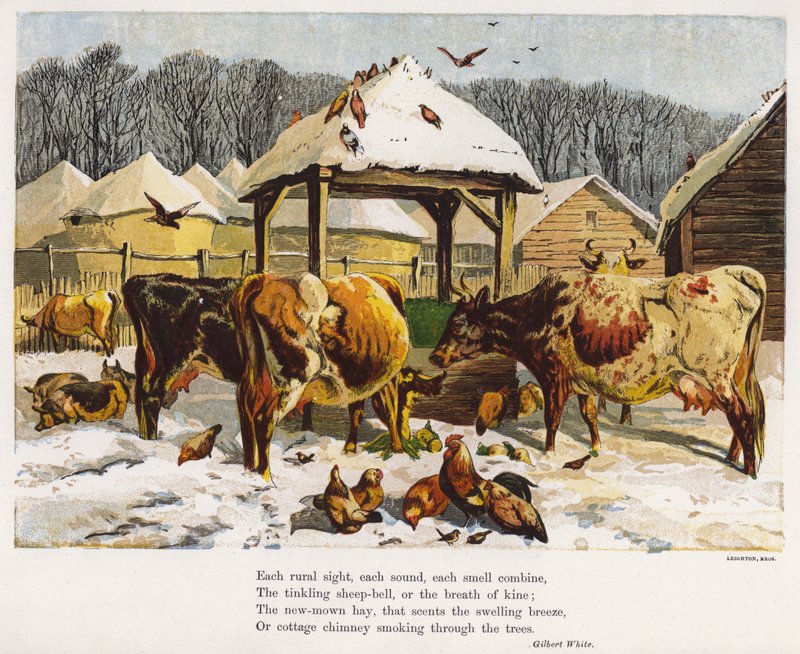 Nötkreatur och höns på en snöig gård (färgad gravyr) av English School