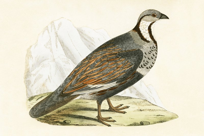 Caucasian Snow Partridge, illustration från "A History of the Birds of Europe Not Observed in the British Isles" av Charles Robert Bree (1811-86), publicerad 1867 av English School