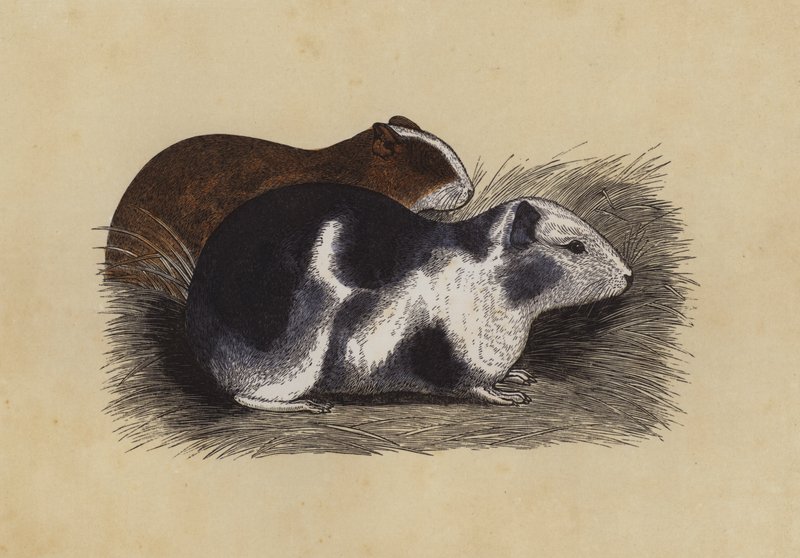 Cavy (färglitografi) av English School