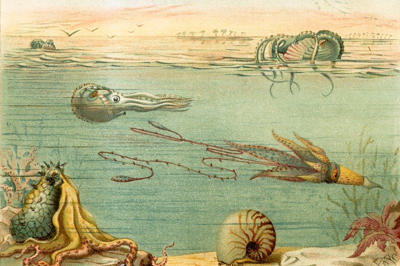 Cephalopodaswed av English School